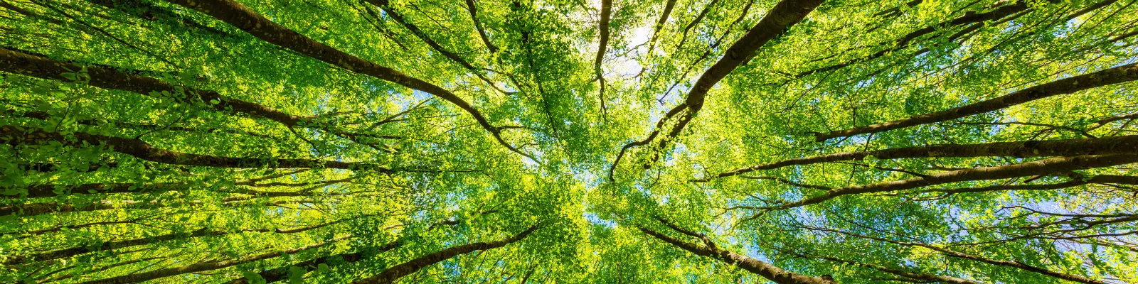 Forest canopy viewed from the ground